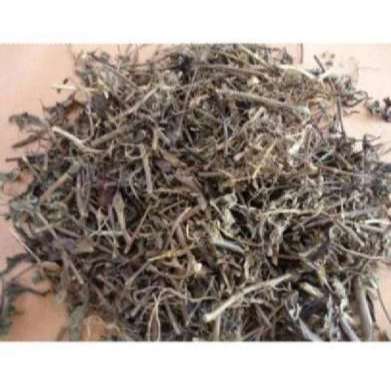 

Daun Kumis Kucing Kering