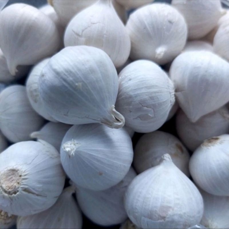 

Bawang Putih Tunggal / Lanang Premium 100 gr