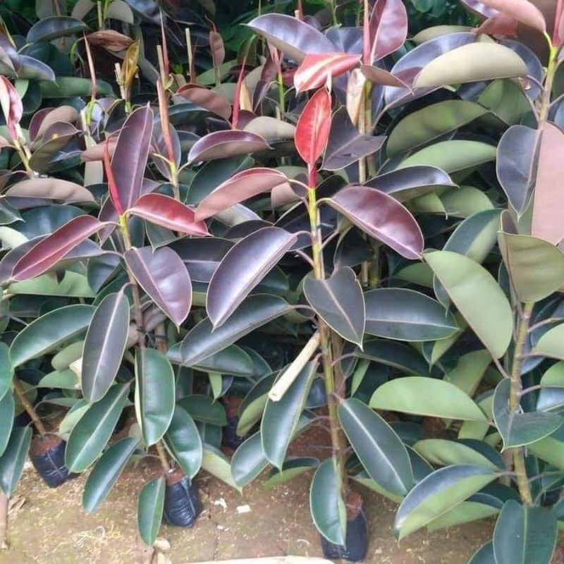 bibit karet kebo super unggul