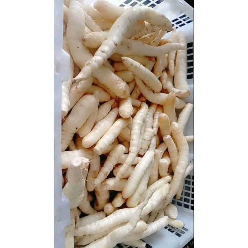 

Umbi Garut Segar, Umbi Terigu Bersih 1 KG