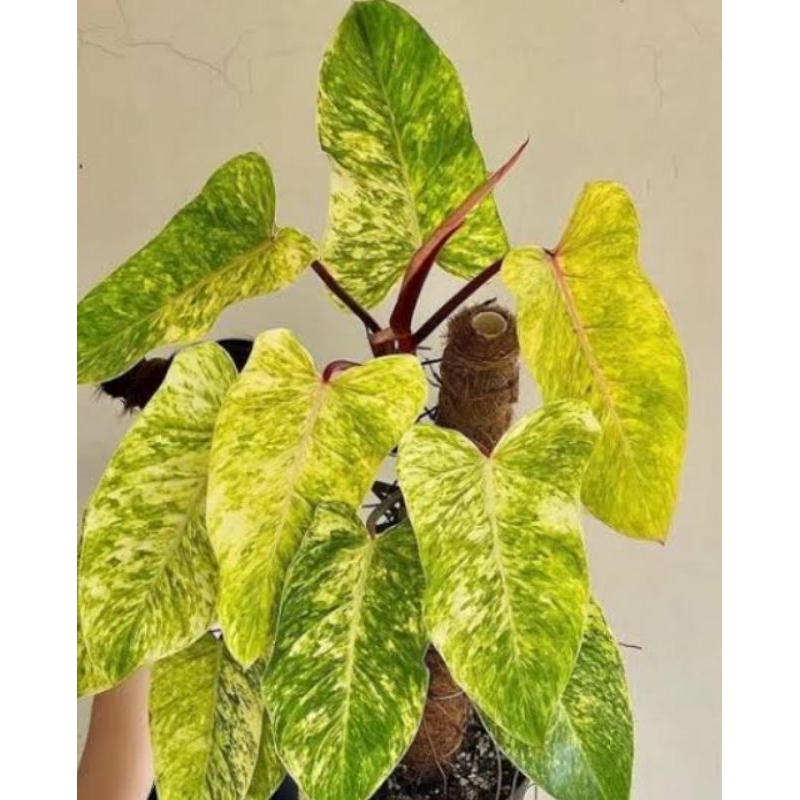 PAINTED LADY / PHILODENDRON PAINTED