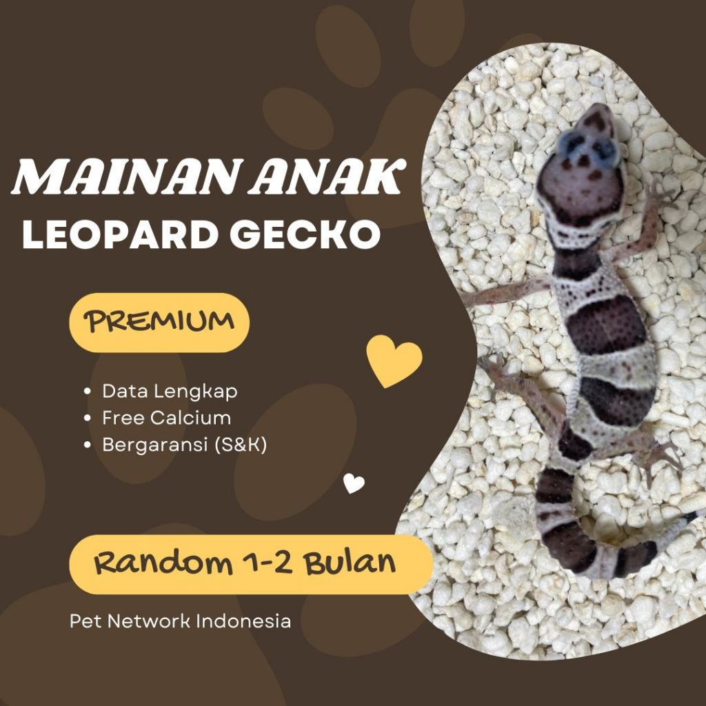 MAINAN ANAK GECKO LEOPARD RANDOM BABY PREMIUM QUALITY