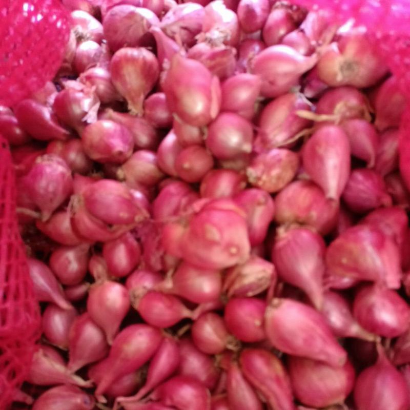 

bawang merah Nganjuk super ukuran sedang