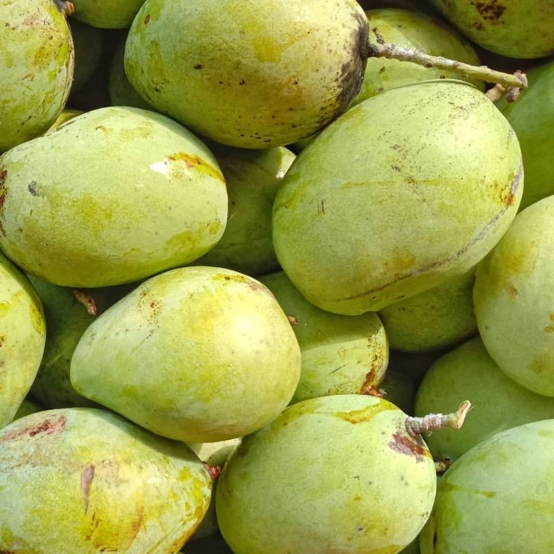 

Mangga Indramayu fresh