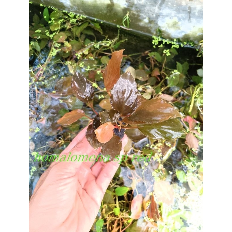 anubias sp red (homalomena sp red) aquascape, akuarium