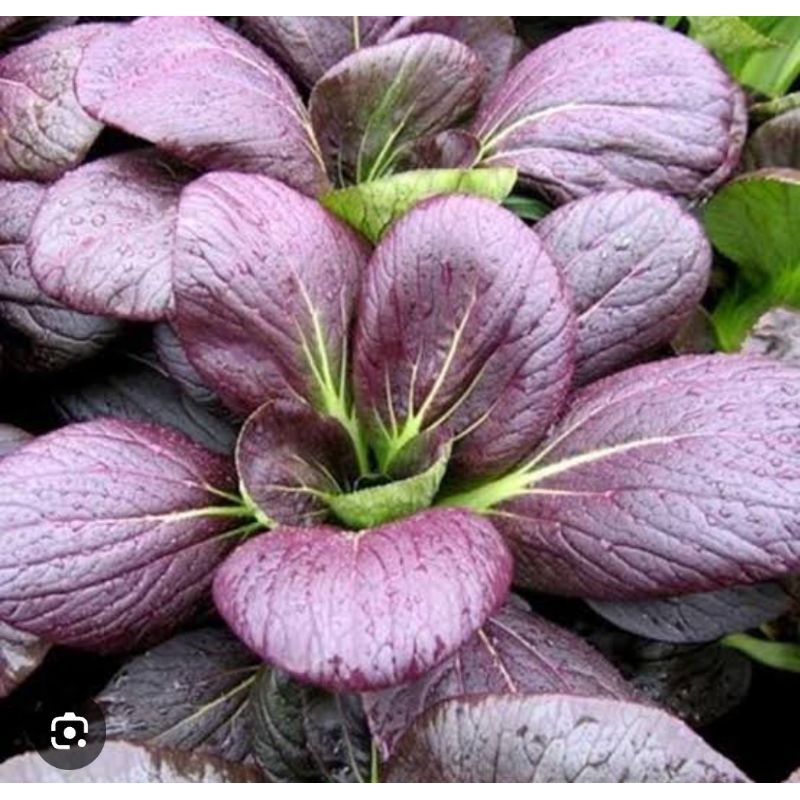 25 Benih Biji Pakcoy Ungu