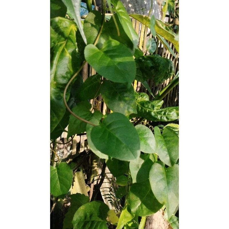 

DAUN BINAHONG SEGAR PERLEMBAR