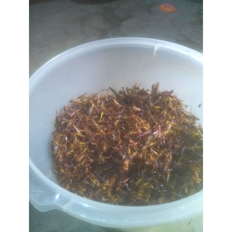 

belalang goreng utes