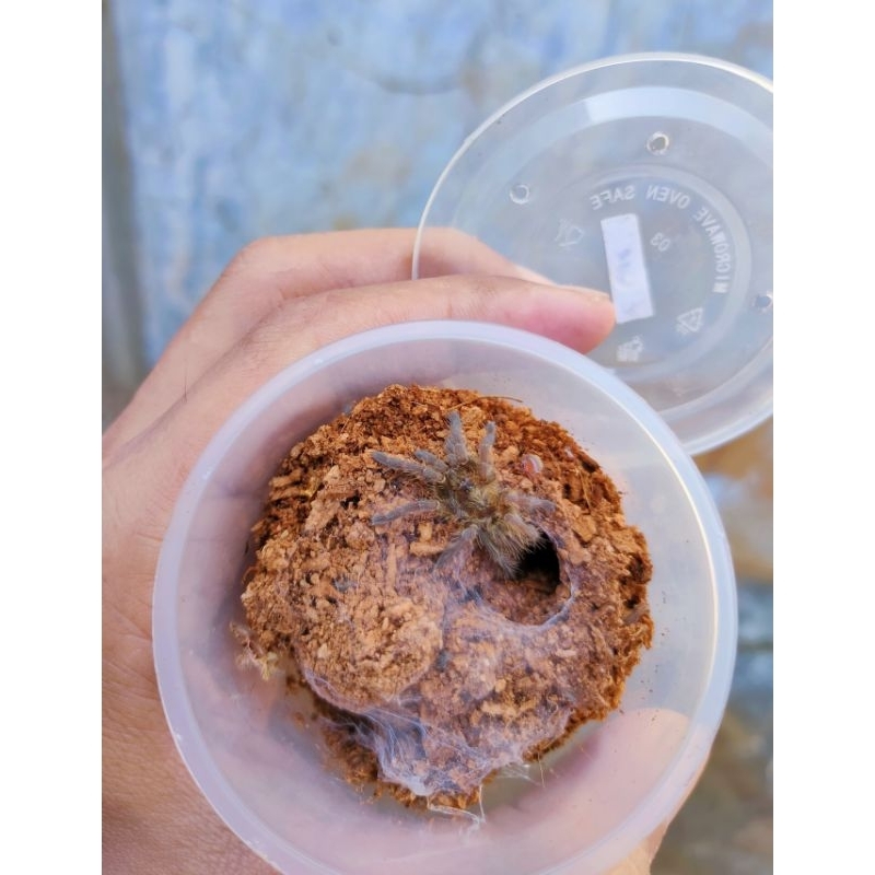 Ceratogyrus darlingi (sling up / juve) pakan ikan /burung/reptile/tarantula