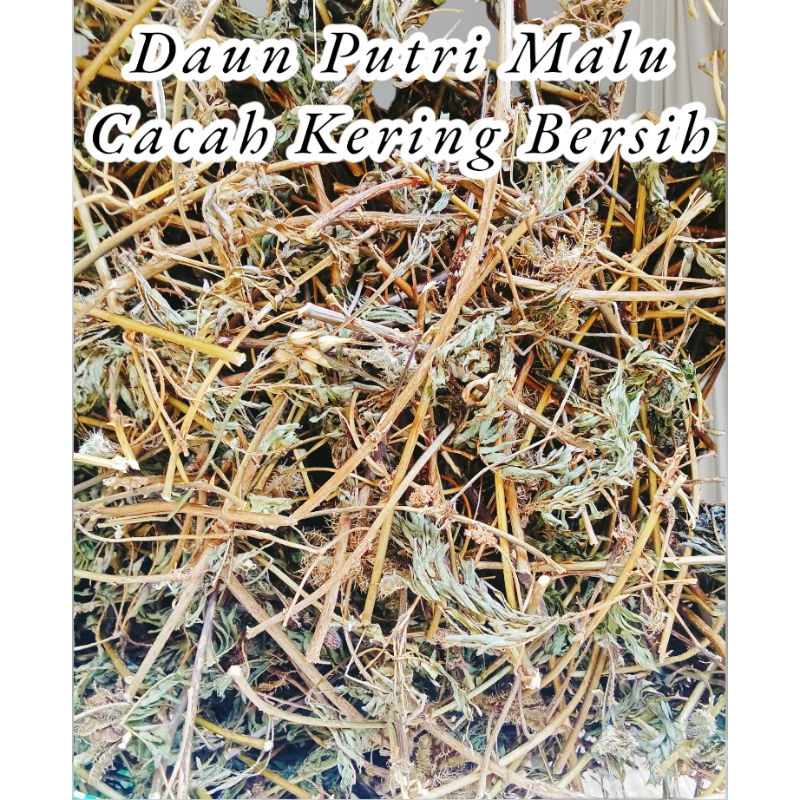 

Daun Putri Malu Kering 1kg Bersih berkwalitas