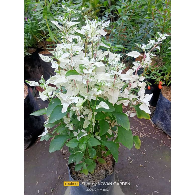 tanaman putri salju | tanaman hias | bahan bonsai putri salju