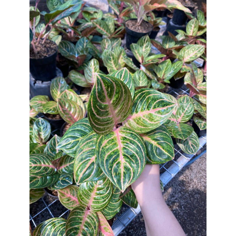 Aglaonema rinjani