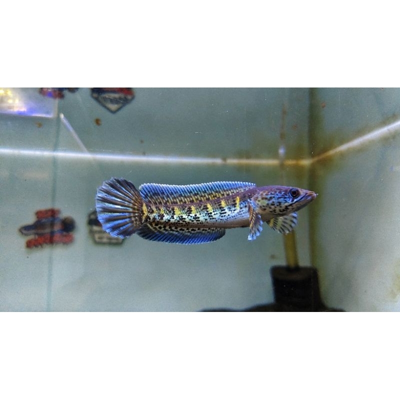 Channa auranti 10-15 cm