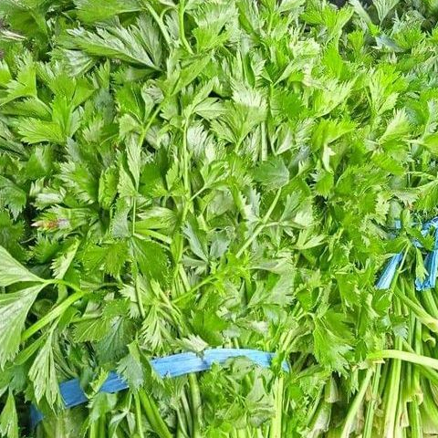 

Daun Seledri 500Gr