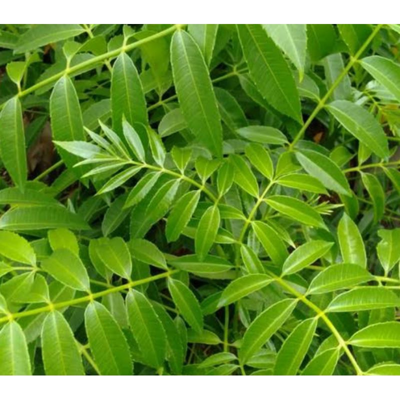 

DAUN KEDONDONG FRESS 200 GRAM
