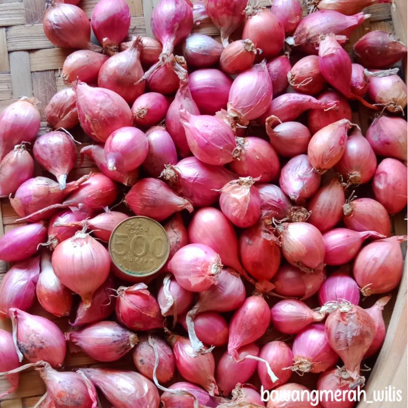 

Bawang Merah Nganjuk Kecil (1 KILO)