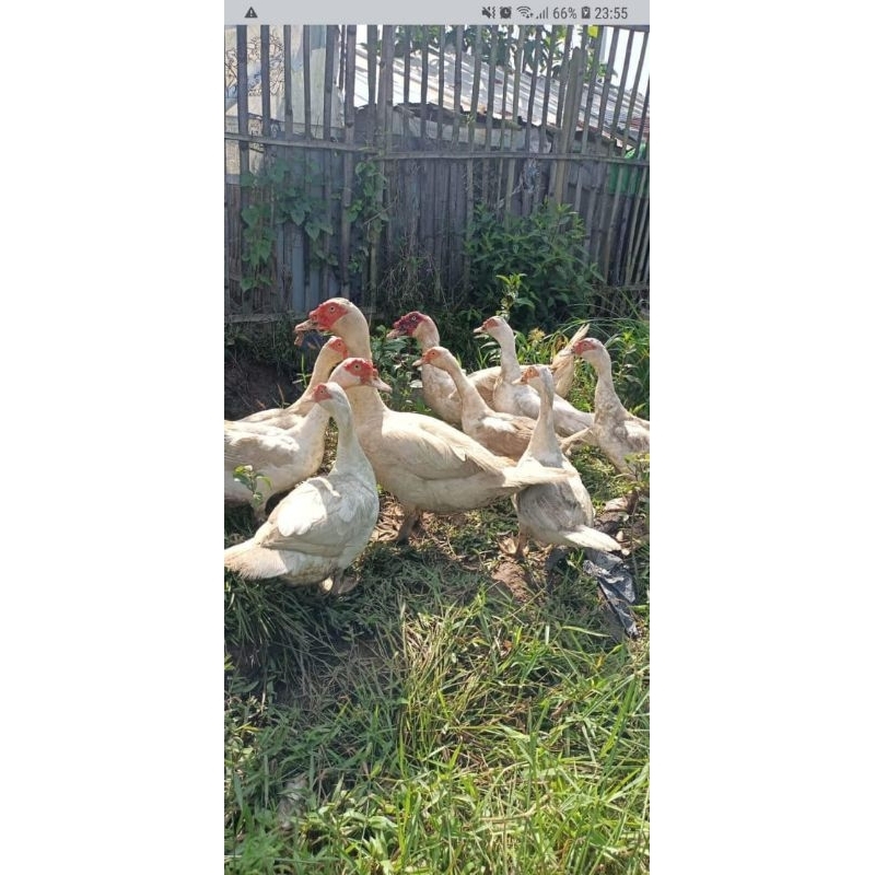 

telur mentok jumbo untuk di tetaskan