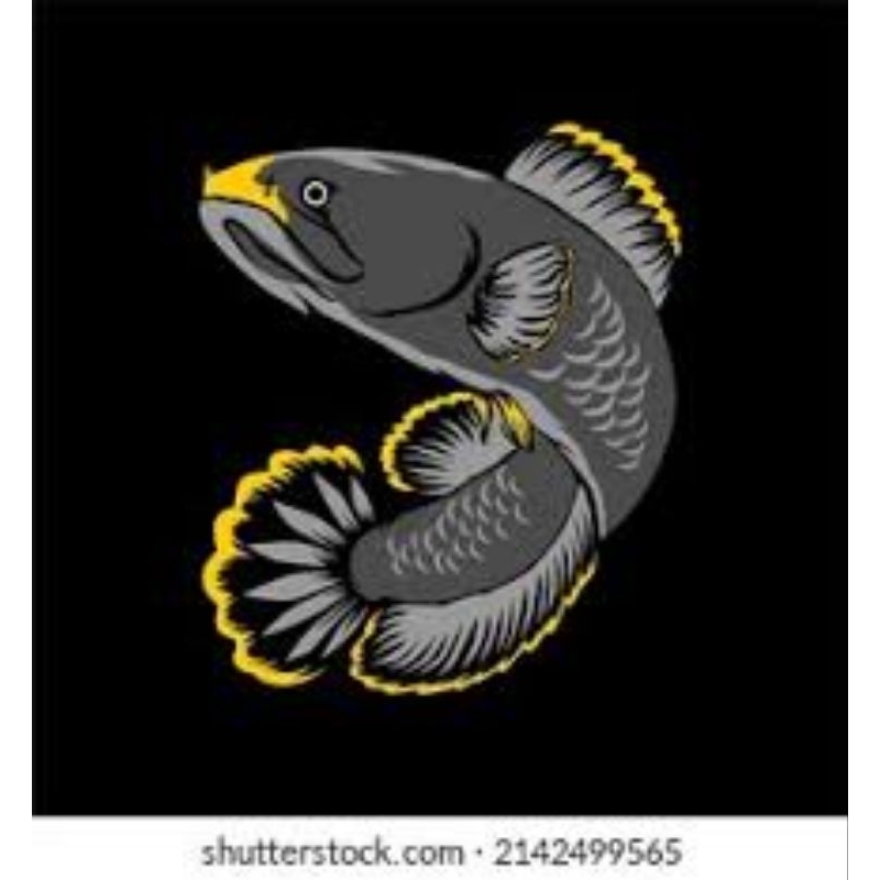 

stiker channa limbata