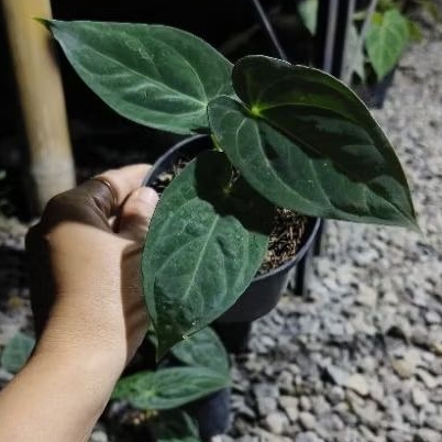 Anthurium Dark Phoenix variant