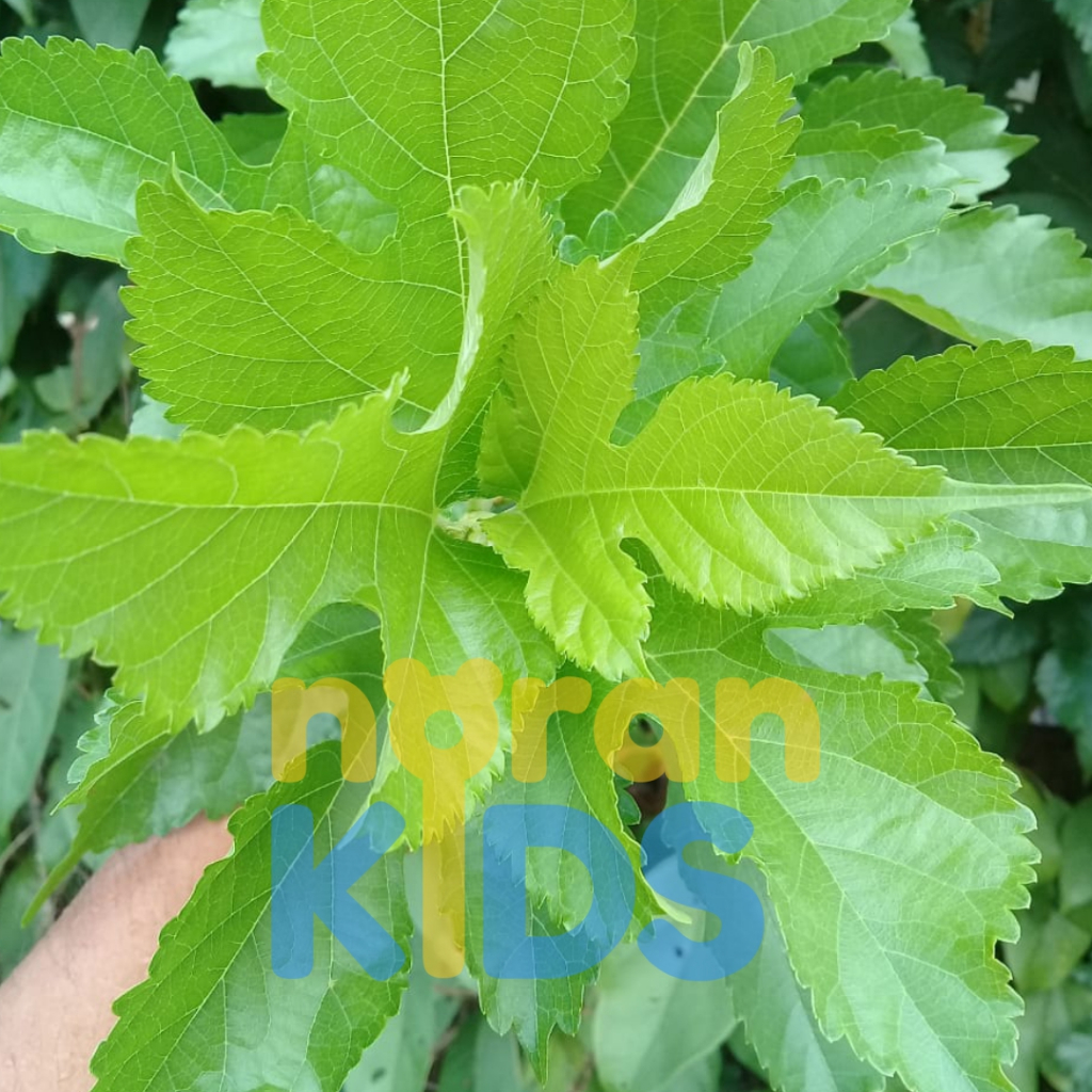 

Daun Mulberry Murbei Fresh Dipetik Saat Dipesan