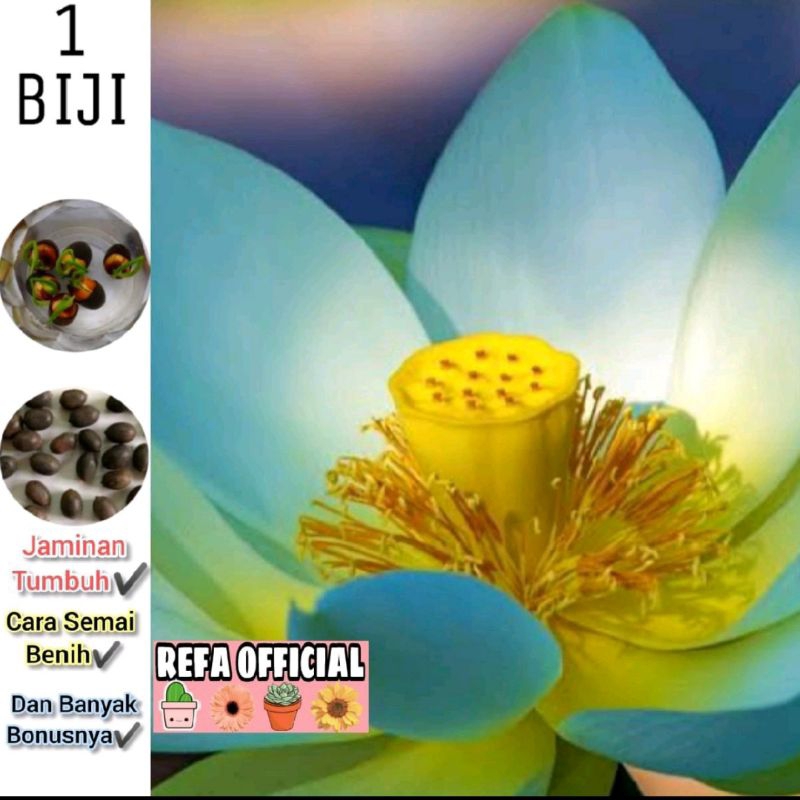 Lotus Blue Fairy Gold