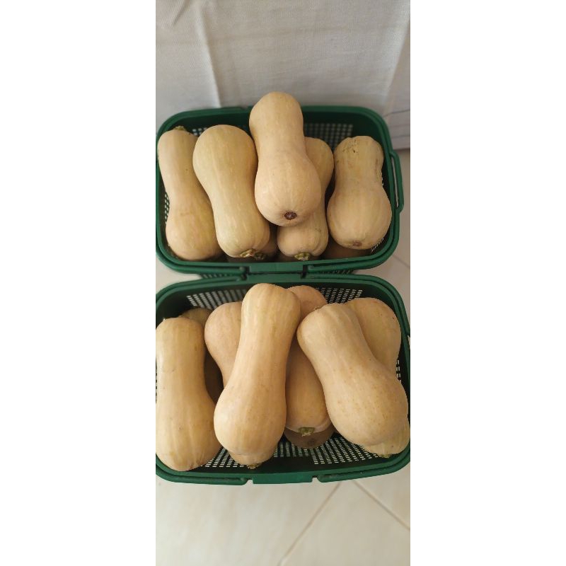 

Labu Madu Non Pestisida 0,4-0,6 kg
