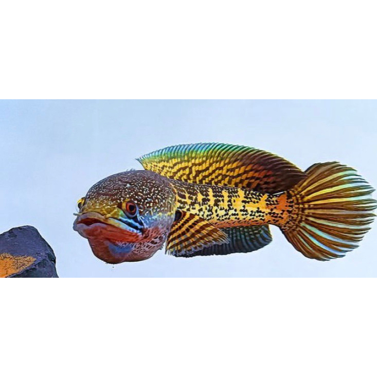 Baby auranti top kualitas