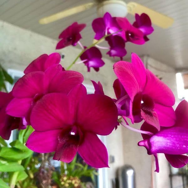 Anggrek Dendrobium Red Butterfly bunga lebar