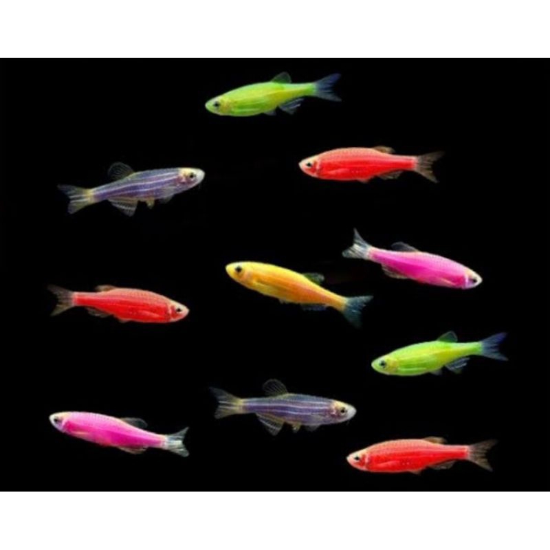 zebra danio glofish