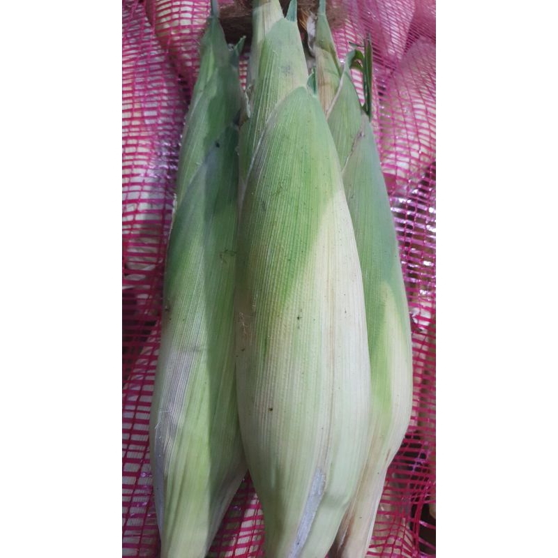 

[TERMURAH] Nandori Garden Jagung Ketan Mix Color/ Two Eyes