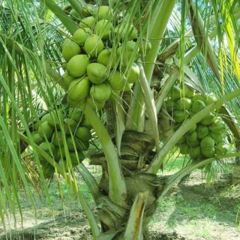 Bibit kelapa kopyor super genjah