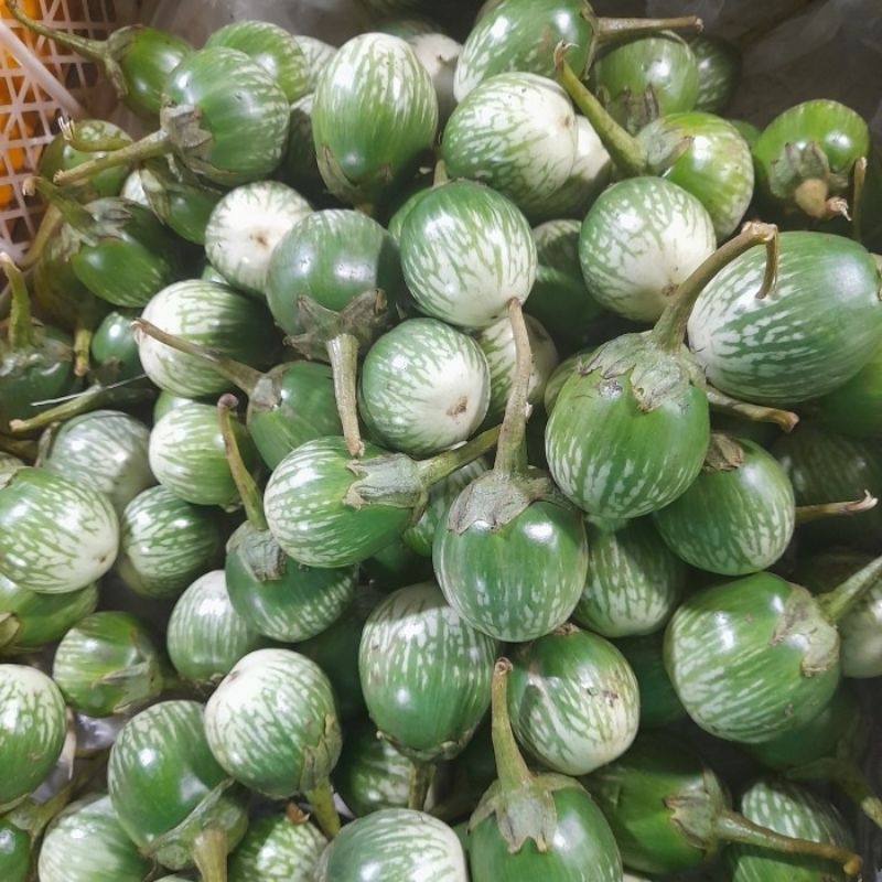 

Terong lalap Muda 500 gram Fresh