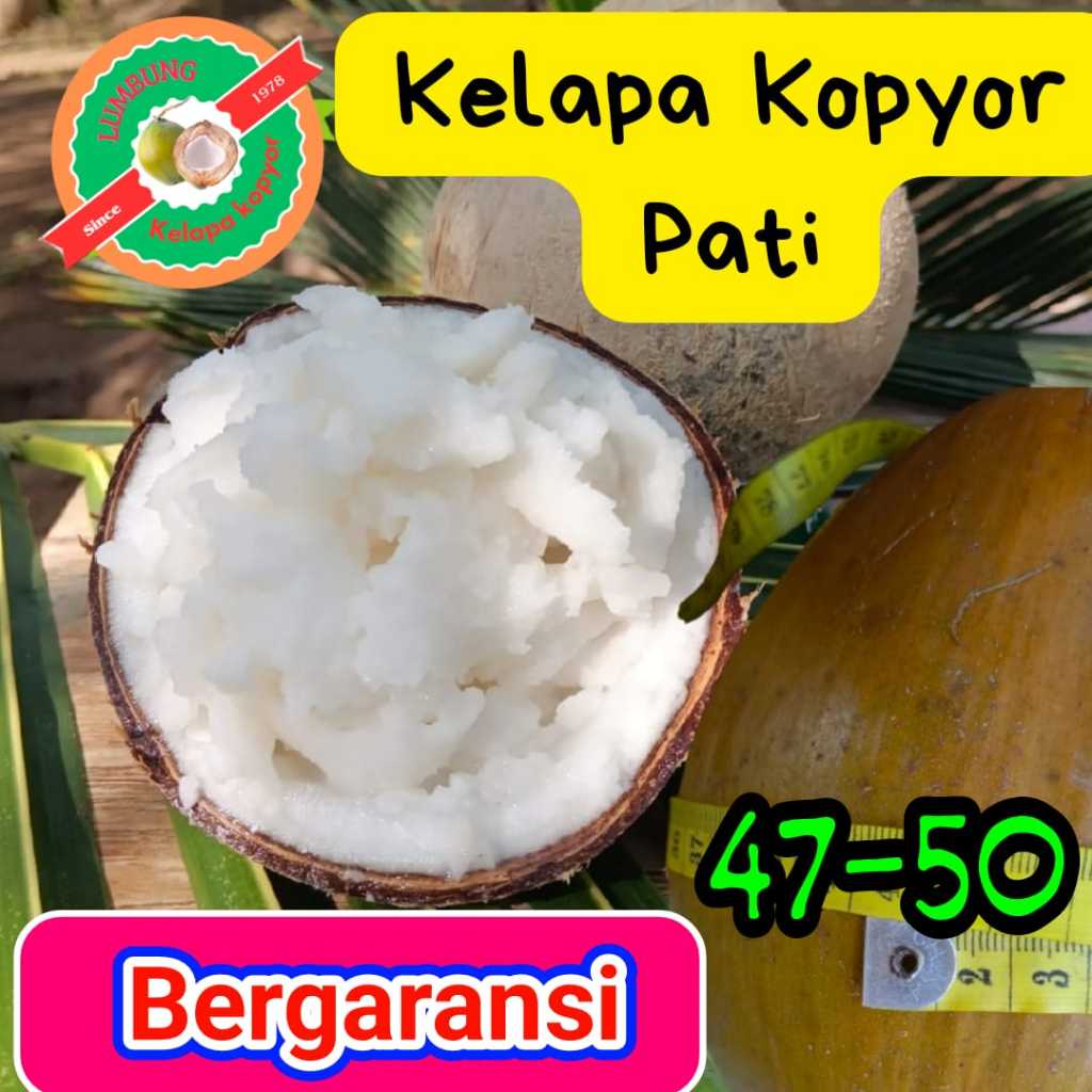

Kelapa kopyor asli Pati / isi tebal / uk ; 47-49