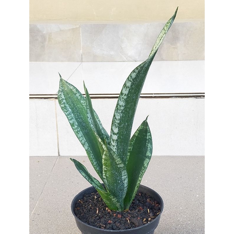 TANAMAN HIAS SANSEVIERIA TRIFASCIATA WHITNEY