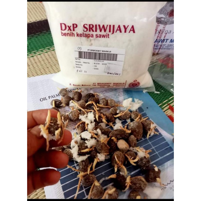 Benih Kecambah kelapa sawit DxP SRIWIJAYA 5