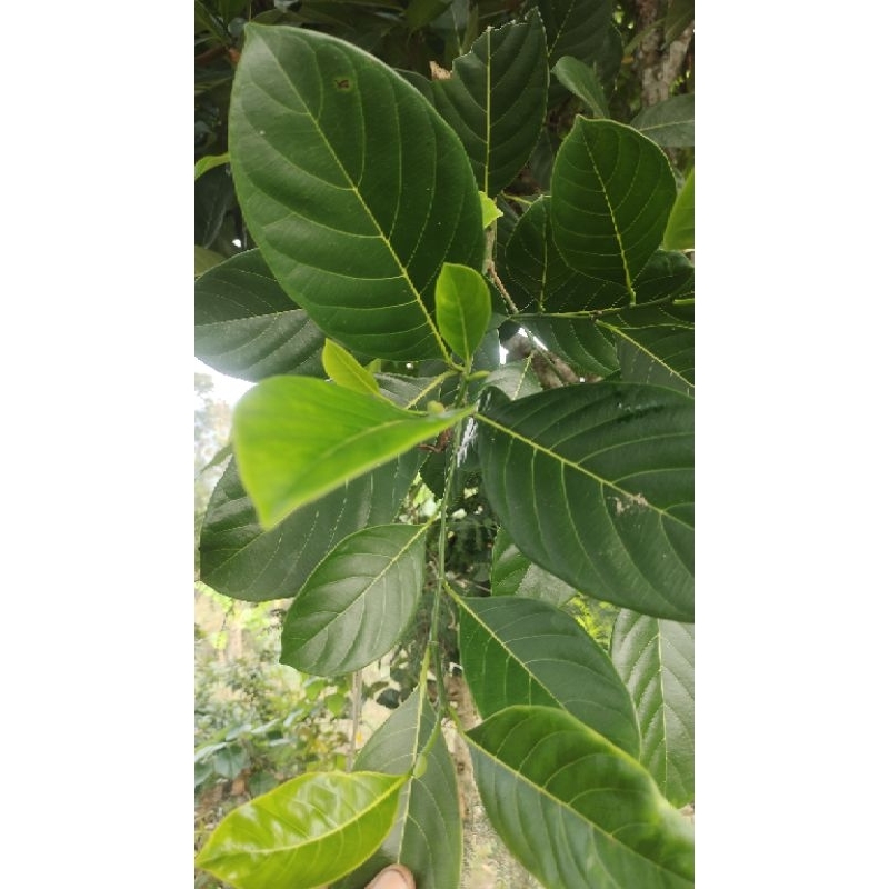 

daun nangka segar 250 gr