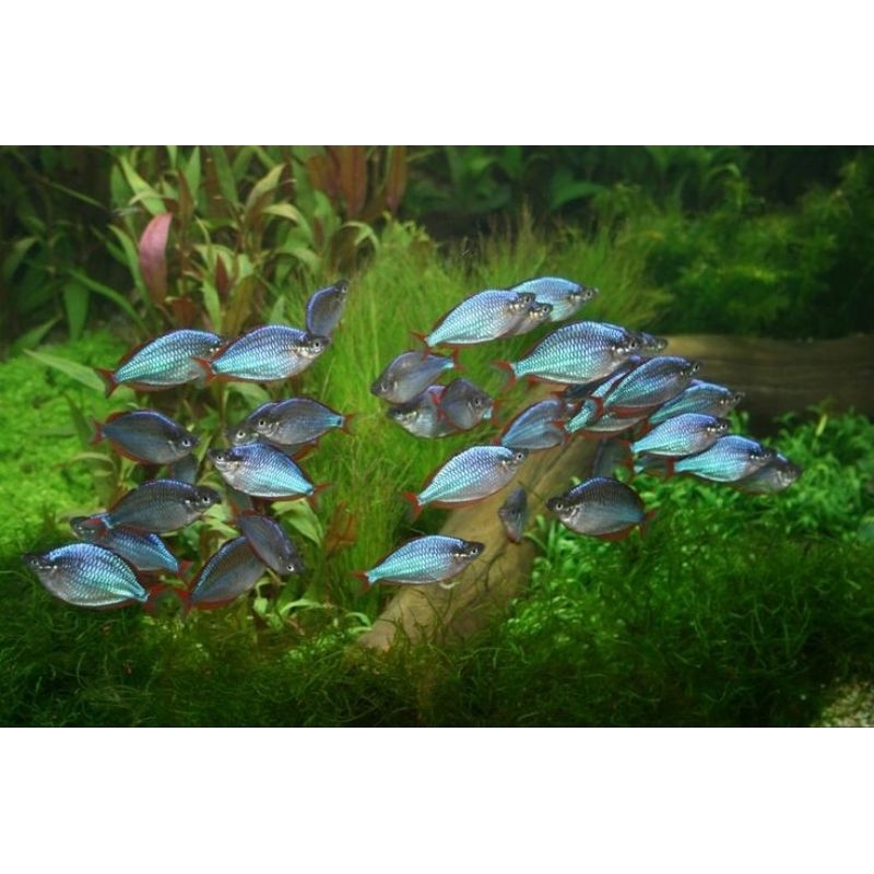 Ikan Hias Rainbow Peacock Size XL