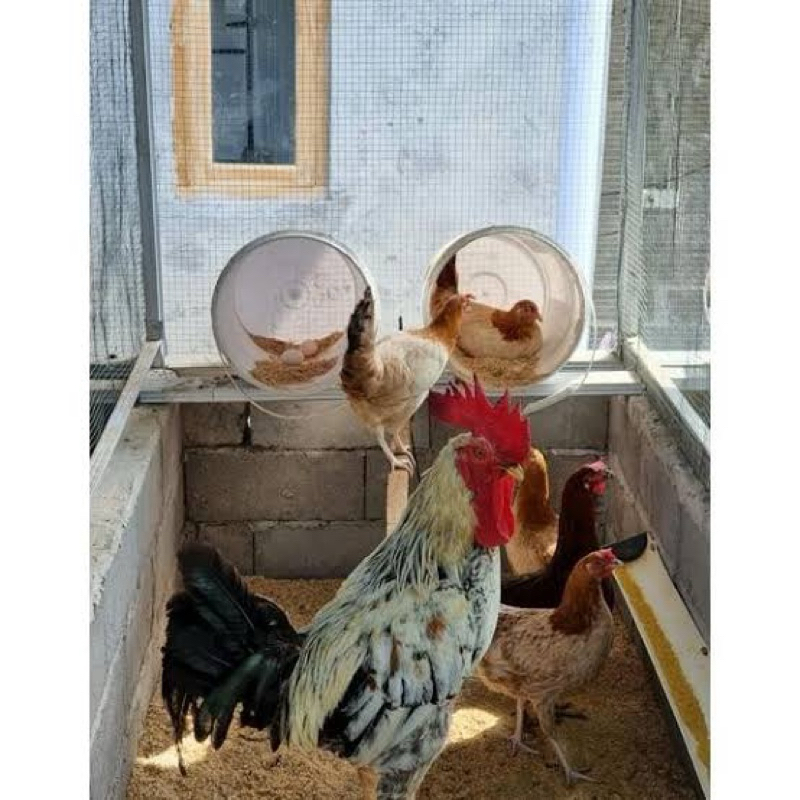 

TELUR AYAM KUB PARENT STOK INDUKAN JUMBO UNTUK DITETASKAN