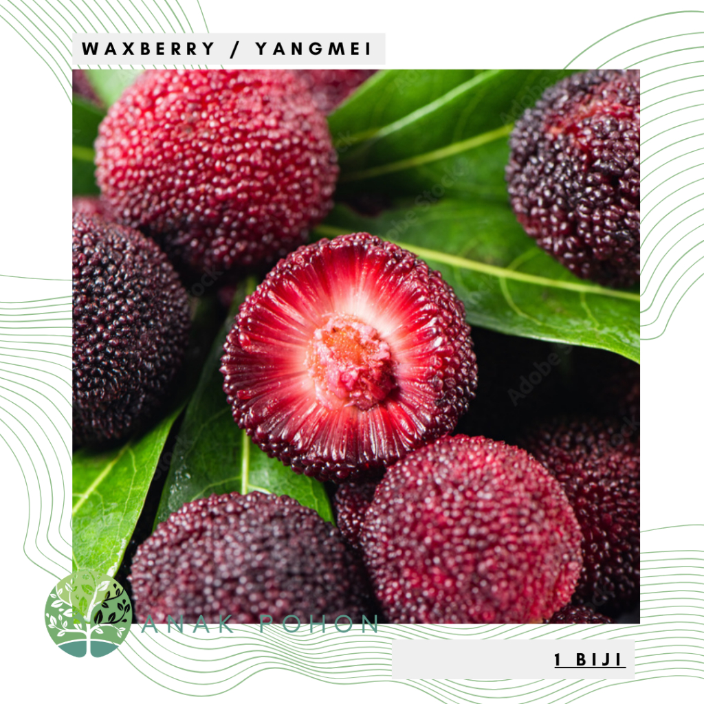 Benih Bibit Biji - Buah Waxberry Yangmei Chinese Arbei Bayberry Myrica rubra Seeds - IMPORT