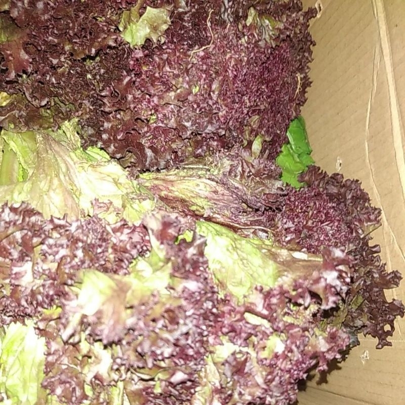 

Selada Keriting Andewi merah