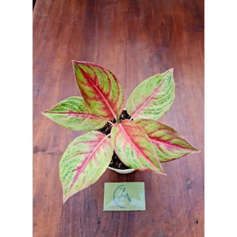 Aglonema Sweet Heart mutasi 1