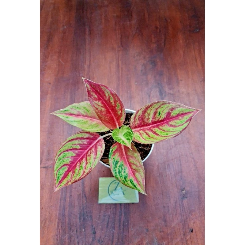 Aglonema Sweet Heart mutasi 2