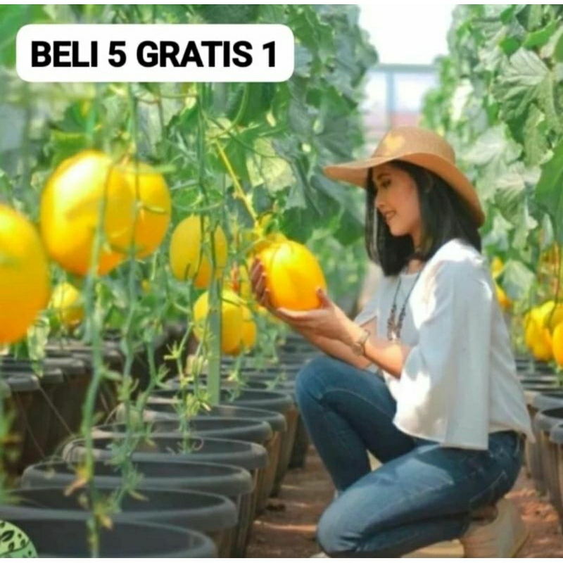 50 Benih Bibit Biji Melon GOLDEN MY LOVE F1, import ORI Hibrida Seeds Super Manis