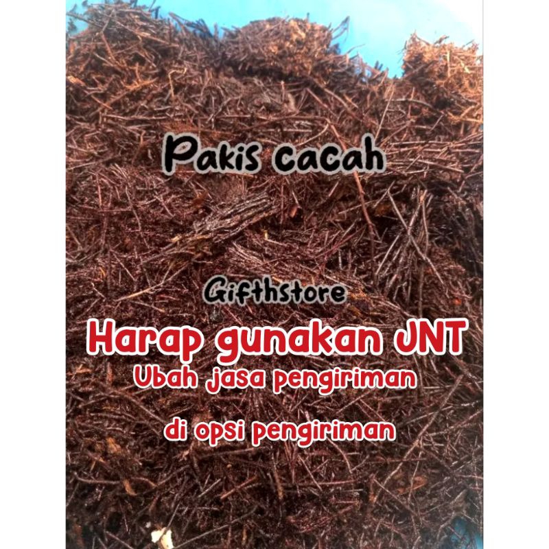 MEDIA TANAM #MURAH MERIAH# - PAKIS CACAH AKAR PAKIS CACAH MEDIA TANAM ANGGREK