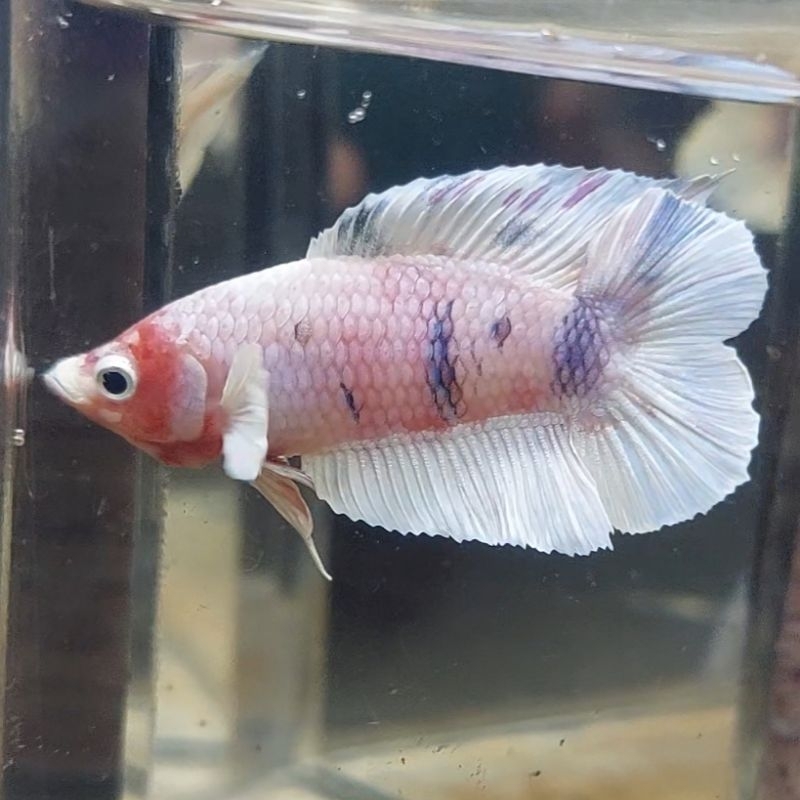 hiasan Barong PKDT male