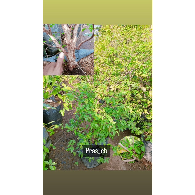 Bibit anggur brazil preco sudah berbuah