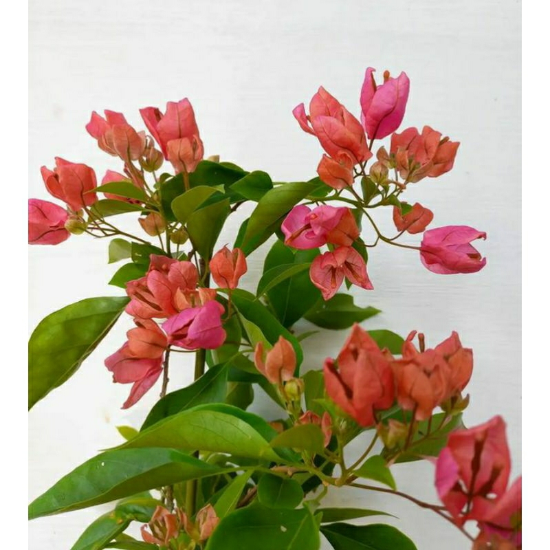 Tanaman hias Bougenville anggur peach bibit Bougenville anggur peach bibit pohon Bougenville kembang