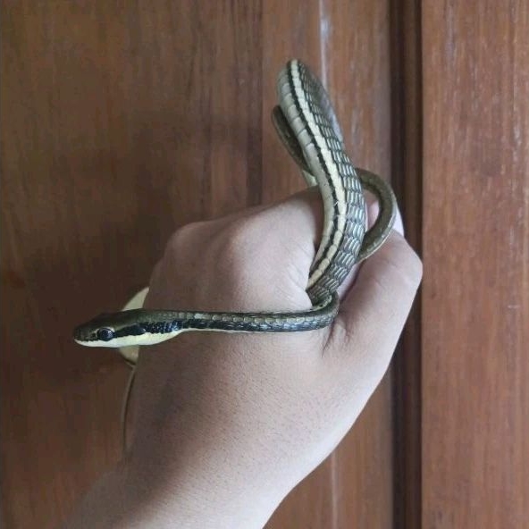 Dendralaphis Pictus (Tali Picis Jumbo)