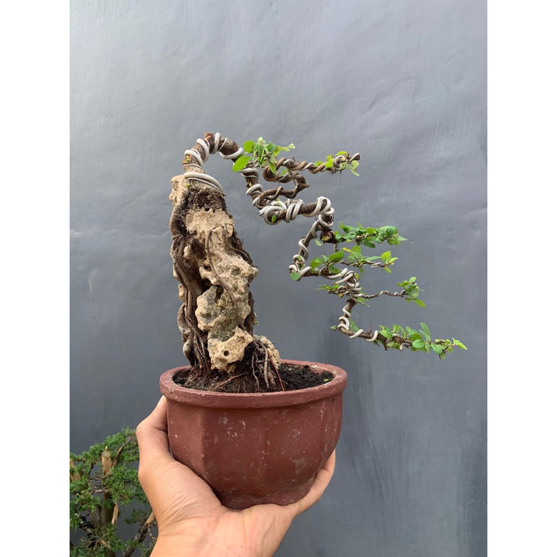 Bonsai Ulmus Micro on the rock,siap pajang termasuk pot