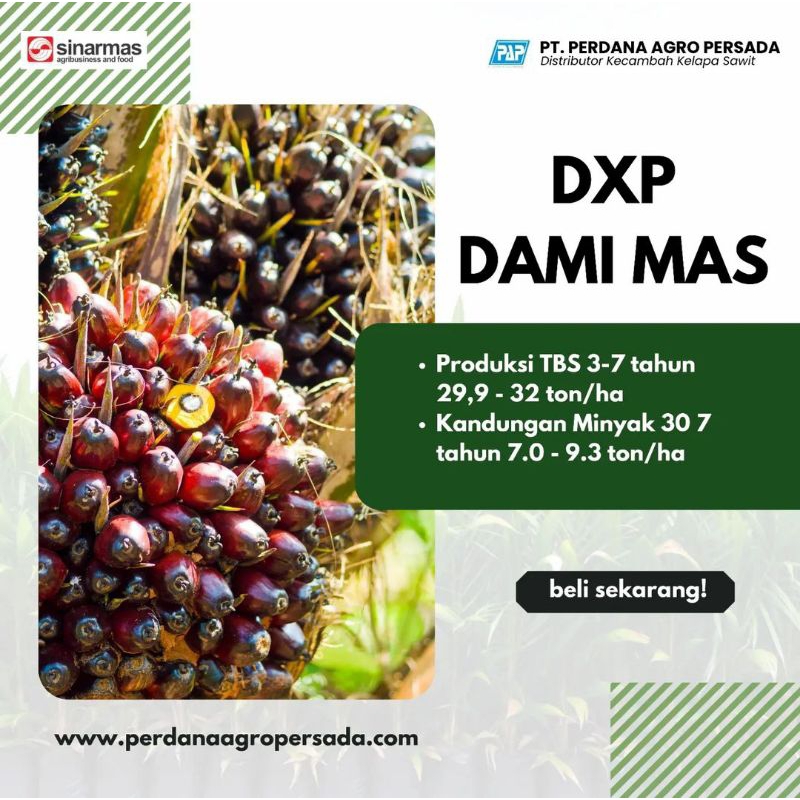 Benih Sawit DXP DAMI MAS PT SINARMAS SERTIFIKAT